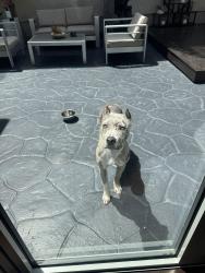 Found/Stray Unknown Dog last seen Old barn lane Chula Vista 91915, Chula Vista, CA 91915