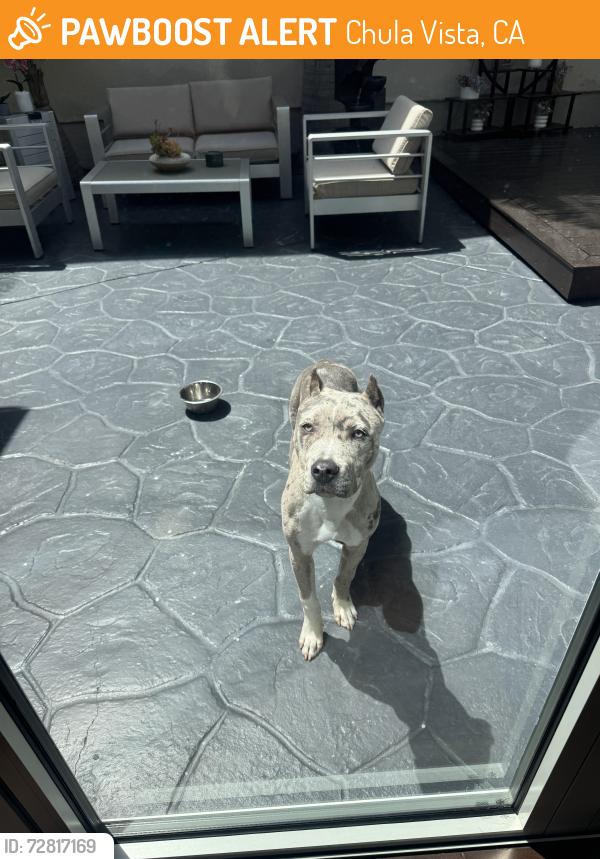 Found/Stray Unknown Dog last seen Old barn lane Chula Vista 91915, Chula Vista, CA 91915