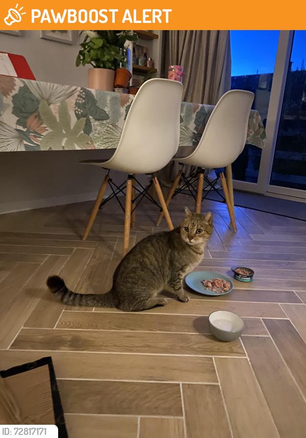 Found/Stray Unknown Cat last seen Near Lower Braniel, near primary School , Belfast, Northern Ireland BT5