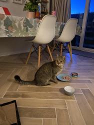 Found/Stray Unknown Cat last seen Near Lower Braniel, near primary School , Belfast, Northern Ireland BT5