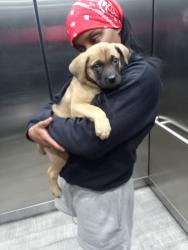 Lost Male Dog last seen Near 17th st, Denver, CO 80202