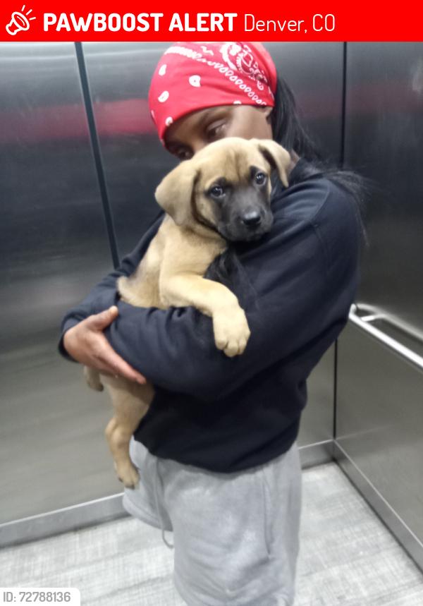 Lost Male Dog last seen Near 17th st, Denver, CO 80202