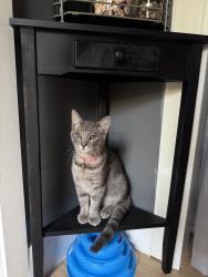 Lost Male Cat last seen On edgewood st last seen, League City, TX 77573