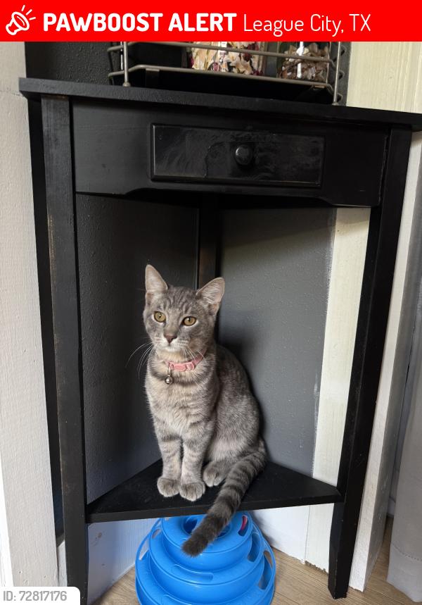 Lost Male Cat last seen On edgewood st last seen, League City, TX 77573