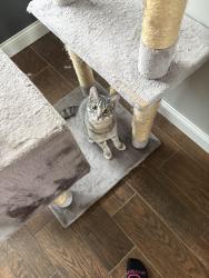 Reunited Male Cat last seen Near 152nd Ave NW, Ramsey, MN 55303, USA, Ramsey, MN 55303