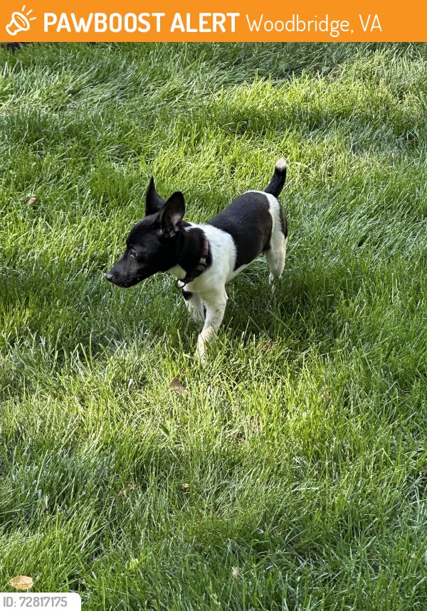 Found/Stray Male Dog last seen Neabsco Rd, Woodbridge, VA 22191