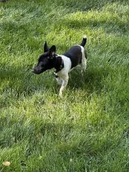 Found/Stray Male Dog last seen Neabsco Rd, Woodbridge, VA 22191