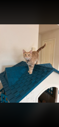 Lost Male Cat last seen Waterslide Way & Latham Dr. Hidden Cove Community, Frisco, TX 75036