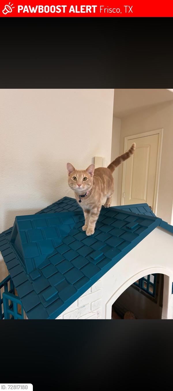 Lost Male Cat last seen Waterslide Way & Latham Dr. Hidden Cove Community, Frisco, TX 75036