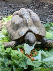 Lost Unknown Reptile last seen Burwood & Great Oak Circle, Los Angeles, CA 90042