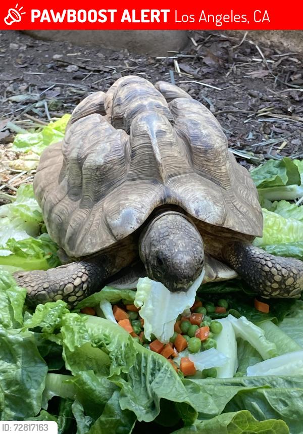Lost Unknown Reptile last seen Burwood & Great Oak Circle, Los Angeles, CA 90042