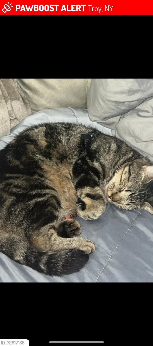 Lost Male Cat last seen Woodward ave , Troy, NY 12180