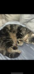 Lost Male Cat last seen Woodward ave , Troy, NY 12180