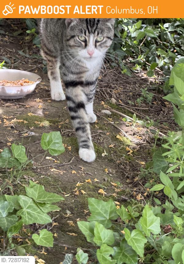 Found/Stray Male Cat last seen Barnett, Columbus, OH 43227