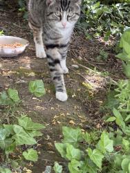 Found/Stray Male Cat last seen Barnett , Columbus, OH 43227