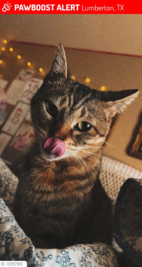 Lost Female Cat last seen Back door , Lumberton, TX 77657