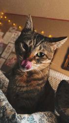 Lost Female Cat last seen Back door , Lumberton, TX 77657