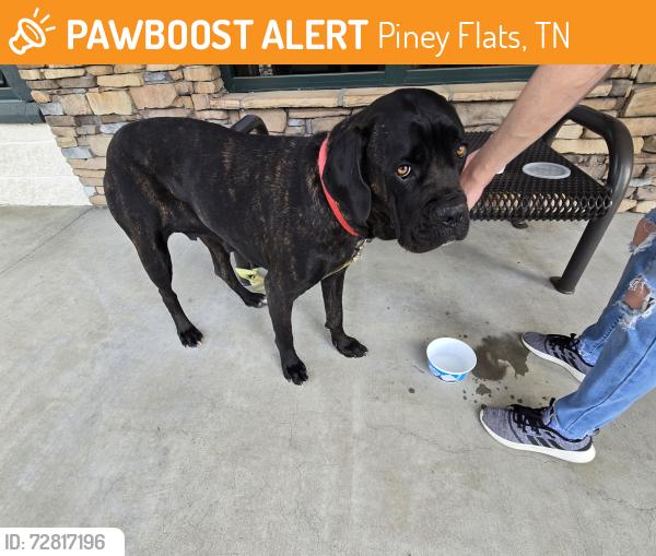 Found/Stray Female Dog last seen Piney flts, Piney Flats, TN 37686