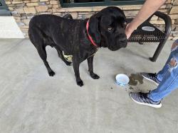 Found/Stray Female Dog last seen Piney flts, Piney Flats, TN 37686