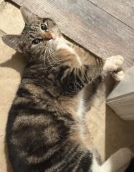 Found/Stray Female Cat last seen Off of Silas Creek Road , Winston-Salem, NC 27103