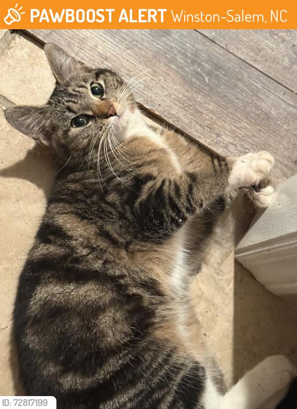 Found/Stray Female Cat last seen Off of Silas Creek Road , Winston-Salem, NC 27103