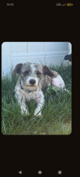 Found/Stray Male Dog last seen Boone farm and Hwy 164 Mocksville, Davie County, NC 27028