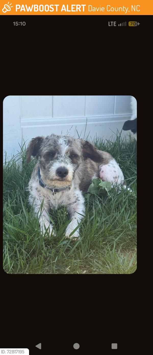Found/Stray Male Dog last seen Boone farm and Hwy 164 Mocksville, Davie County, NC 27028