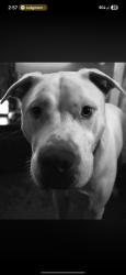 Lost Male Dog last seen W 30th street and Ross street , Sioux City, IA 51103