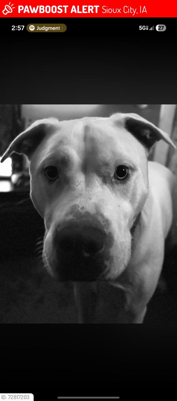 Lost Male Dog last seen W 30th street and Ross street , Sioux City, IA 51103