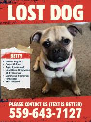 Lost Female Dog last seen 3rd and Mono ave , Fresno, CA 93702