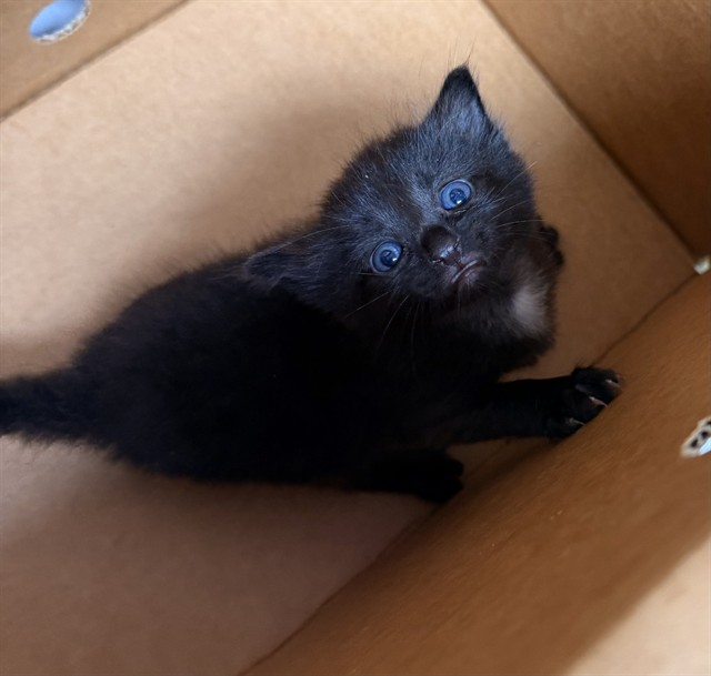 Shelter Stray Male Cat last seen FOSTER RETURN, Jacksonville, FL 32204