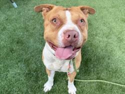 Shelter Stray Male Dog last seen , Los Angeles, CA 90047