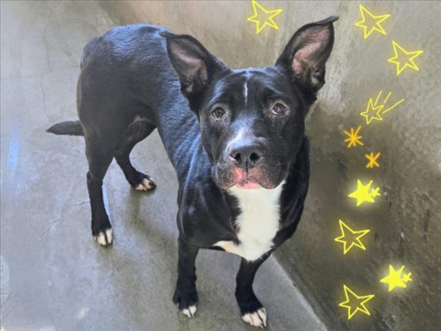 Shelter Stray Female Dog last seen , Los Angeles, CA 91405