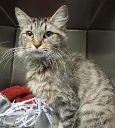 Shelter Stray Female Cat last seen Near BLOCK OF HUMBOLDT, San Antonio, TX 78227