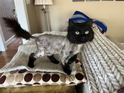 Shelter Stray Female Cat last seen Near BLOCK SOUTH 6TH ST, Watterson Park, KY 40218