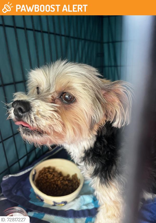 Found/Stray Male Dog last seen 9th street and 12th Ave South, Jacksonville Beach, FL 32250