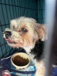 Found/Stray Male Dog last seen 9th street and 12th Ave South, Jacksonville Beach, FL 32250