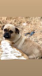 Lost Male Dog last seen Idyllwild dr san san jacinto, San Jacinto, CA 92583