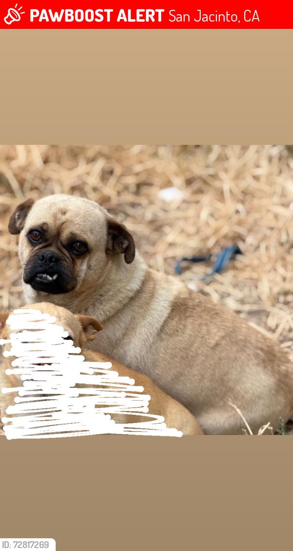 Lost Male Dog last seen Idyllwild dr san san jacinto, San Jacinto, CA 92583