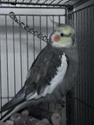 Lost Male Bird last seen Emeline way Mount Juliet , Mt. Juliet, TN 37122