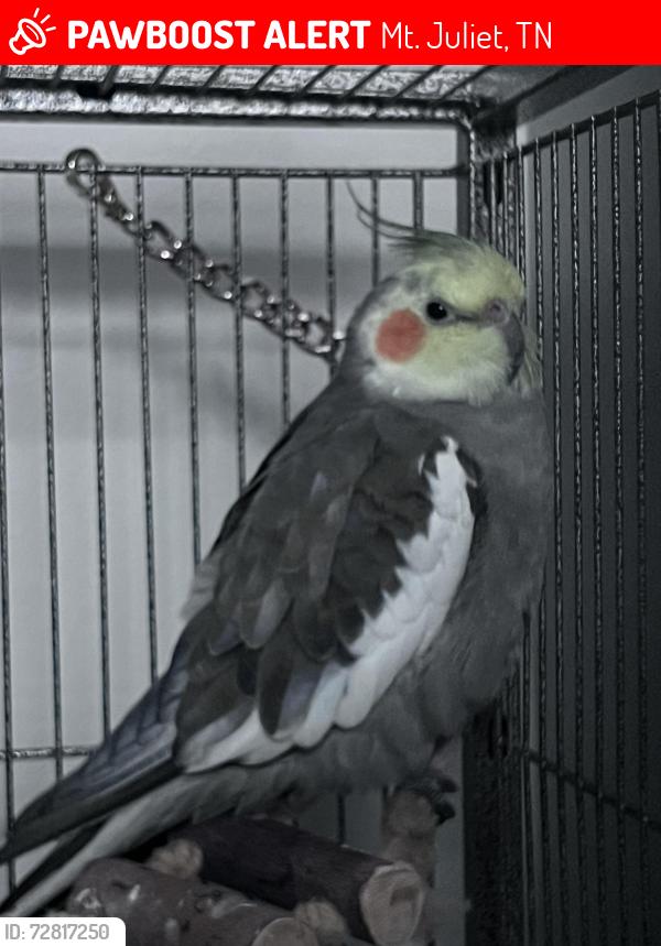 Lost Male Bird last seen Emeline way Mount Juliet , Mt. Juliet, TN 37122