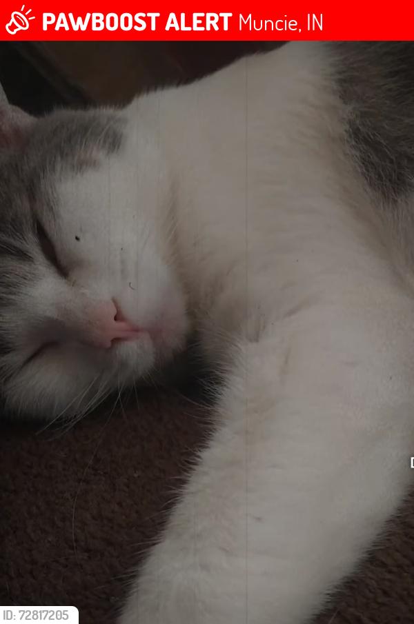 Lost Male Cat last seen Near right by south side. The white hse with upstairs and a play place in the back., Muncie, IN 47302
