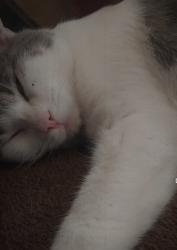 Lost Male Cat last seen Near right by south side. The white hse with upstairs and a play place in the back., Muncie, IN 47302