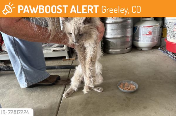 Found/Stray Unknown Cat last seen North 50th Ave., Pl., Greeley, Greeley, CO 80634