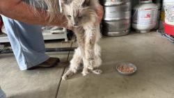 Found/Stray Unknown Cat last seen North 50th Ave., Pl., Greeley, Greeley, CO 80634