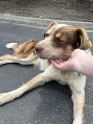 Found/Stray Female Dog last seen West Frank Cir Stockton CA, Stockton, CA 95206