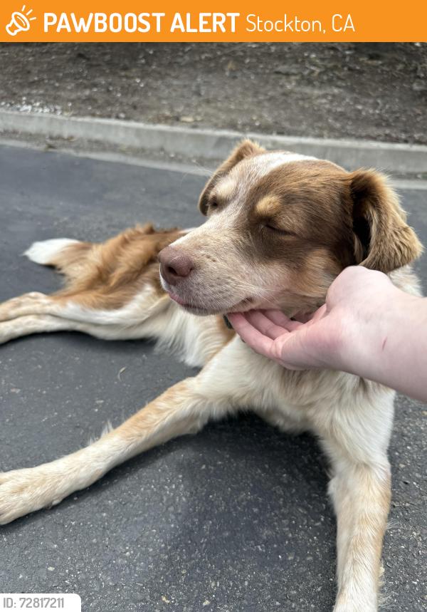 Found/Stray Female Dog last seen West Frank Cir Stockton CA, Stockton, CA 95206