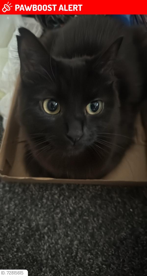 Lost Female Cat last seen pedro street, Greater London, England E5