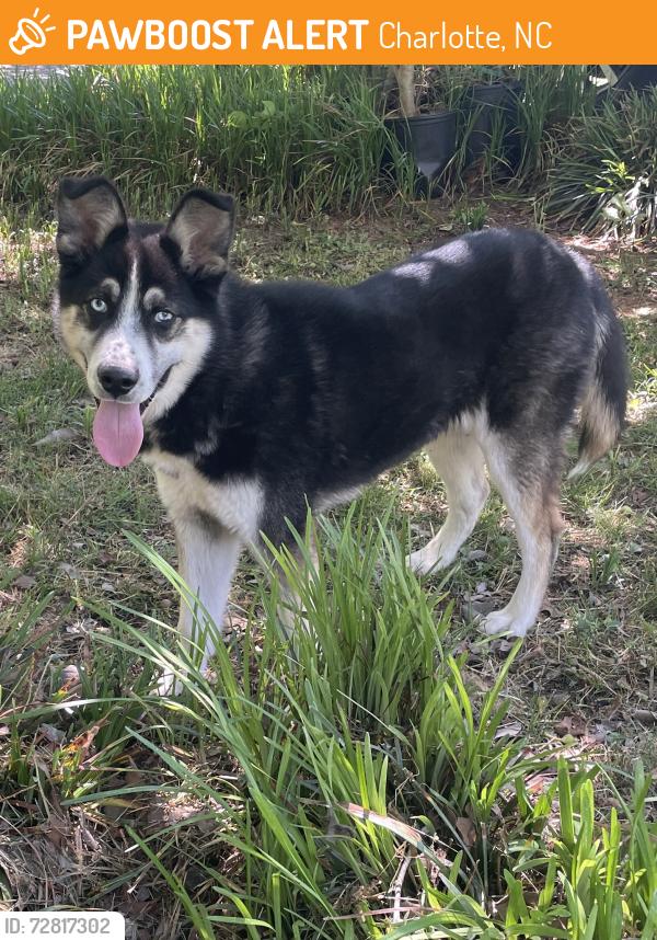 Found/Stray Male Dog last seen Primm Rd, Charlotte, NC 28216