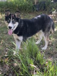 Found/Stray Male Dog last seen Primm Rd, Charlotte, NC 28216